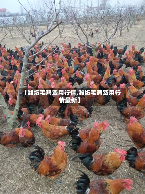 【潍坊毛鸡费用行情,潍坊毛鸡费用行情最新】-第1张图片