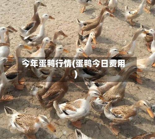 今年蛋鸭行情(蛋鸭今日费用)-第3张图片
