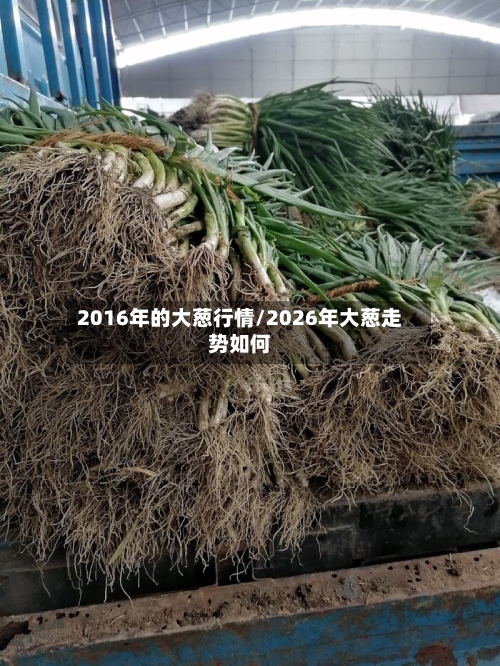 2016年的大葱行情/2026年大葱走势如何-第2张图片
