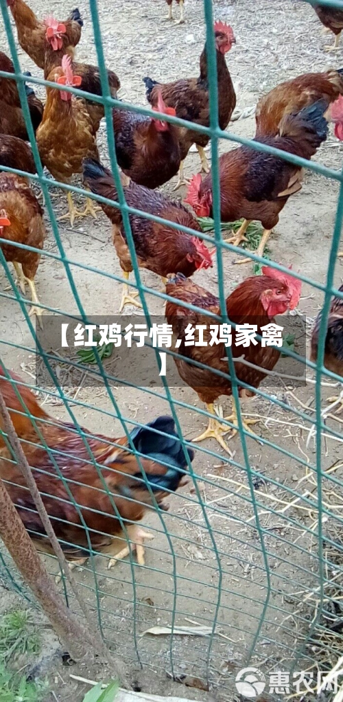 【红鸡行情,红鸡家禽】-第2张图片