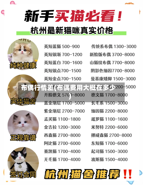 布偶行情差(布偶费用大概在多少)-第2张图片