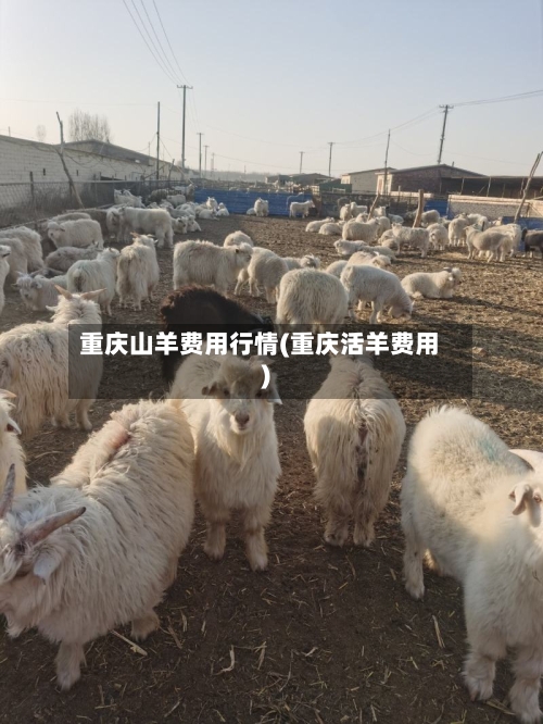 重庆山羊费用行情(重庆活羊费用)-第2张图片