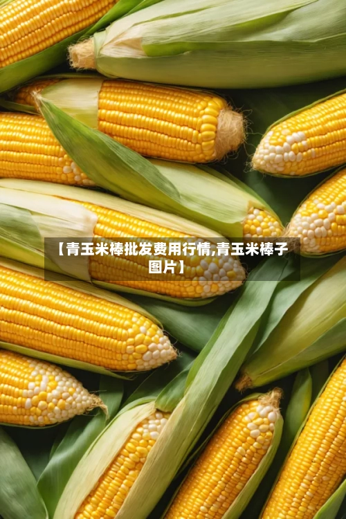 【青玉米棒批发费用行情,青玉米棒子图片】-第3张图片